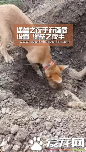 堡垒之夜手游画质设置 堡垒之夜手机版怎么调画质_im体育下载(图1) im体育